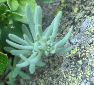 Image of Alpine toadflax