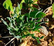 Image of Albuca ciliaris U. Müll.-Doblies