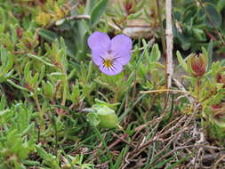 Image of Viola crassiuscula Bory