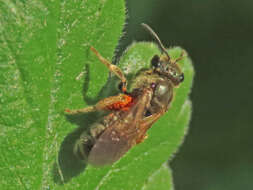 Слика од Halictus tumulorum (Linnaeus 1758)