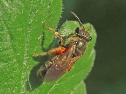 Image of Halictus tumulorum (Linnaeus 1758)