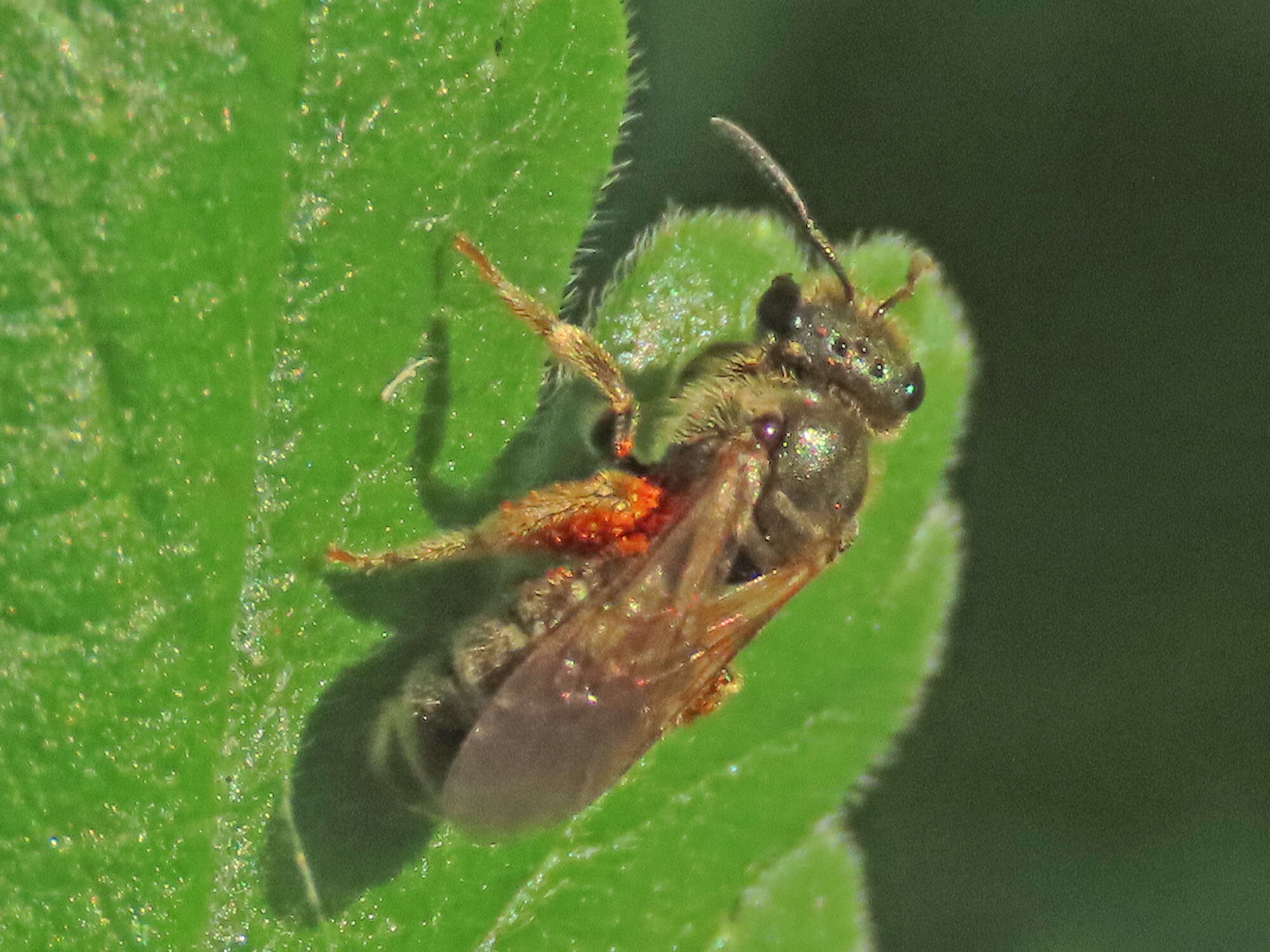 Слика од Halictus tumulorum (Linnaeus 1758)