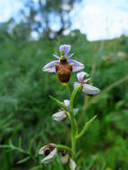 Image de Ophrys scolopax subsp. apiformis (Desf.) Maire & Weiller