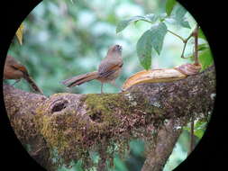 Image of Spectacled Barwing