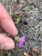 Plancia ëd Senecio arenarius Thunb.