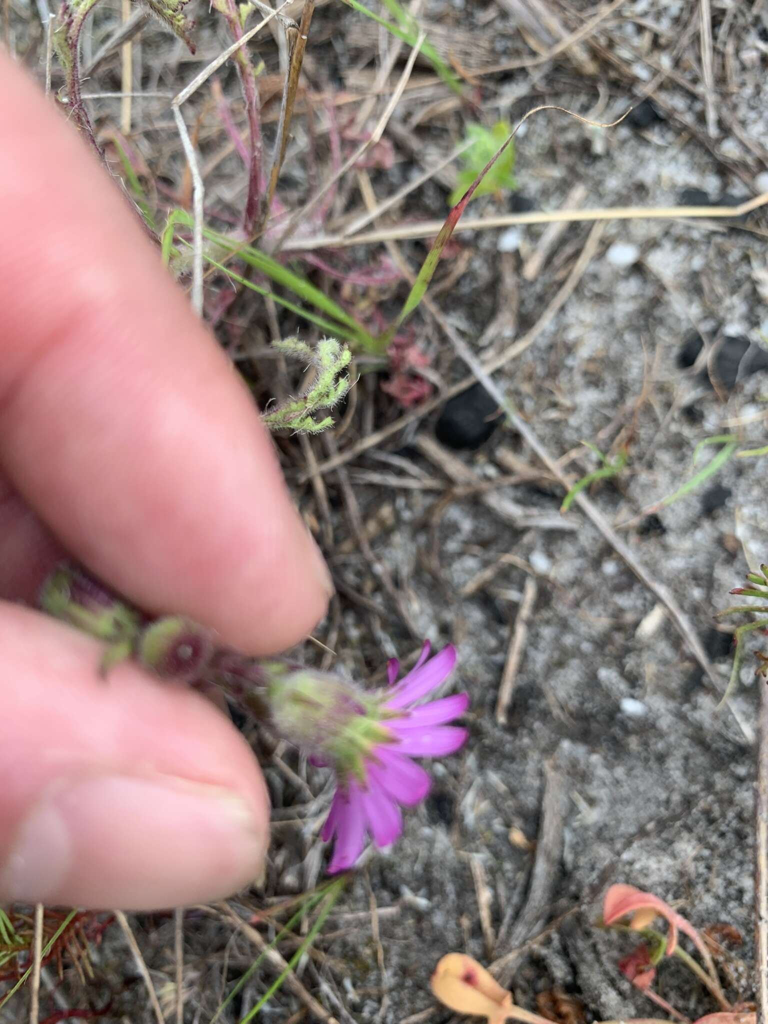 Image of Senecio arenarius Thunb.