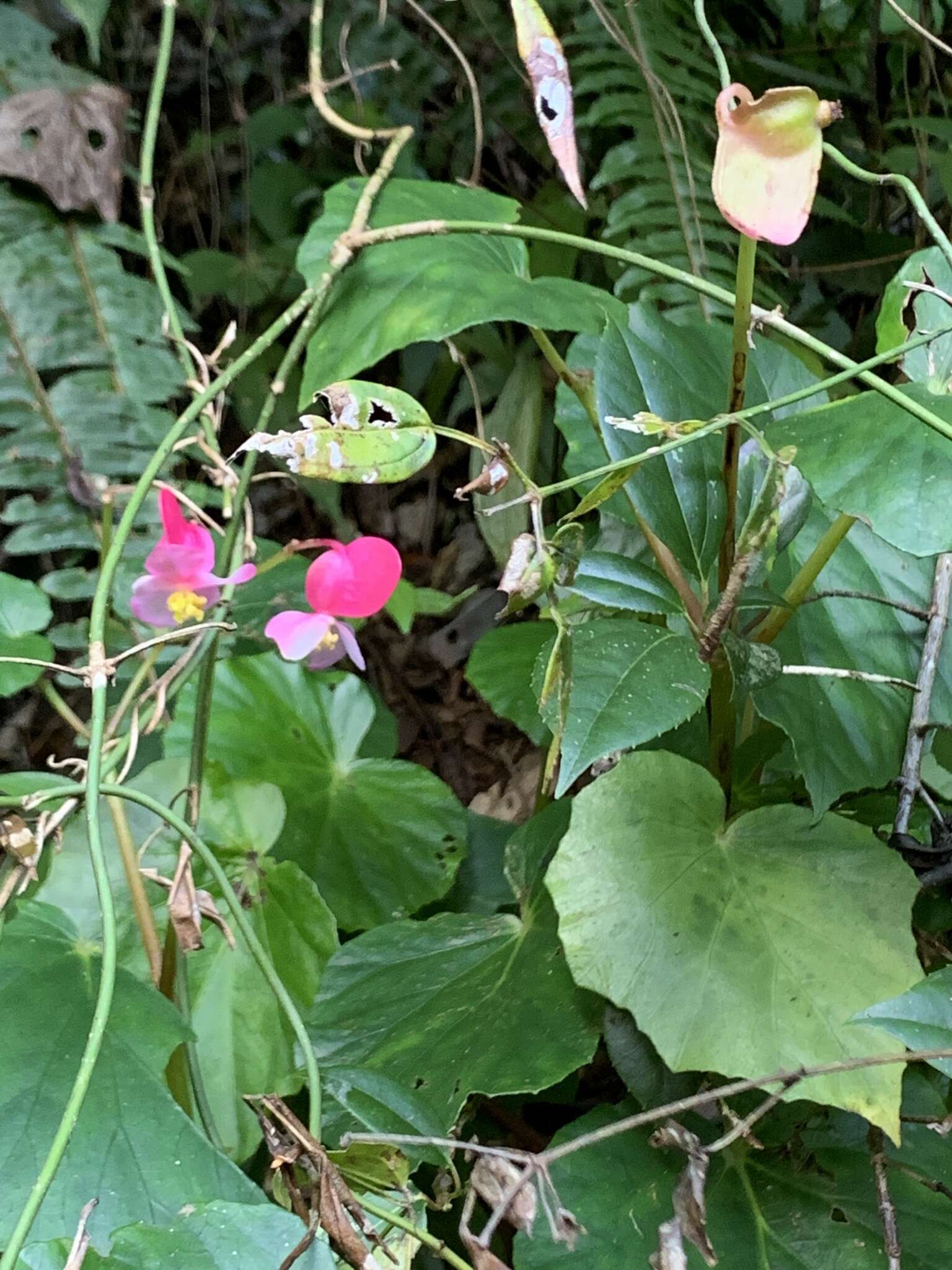 Image of Begonia formosana (Hayata) Masam.