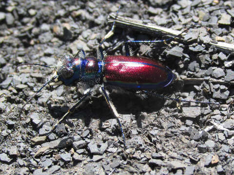 Image of Cicindela (Cicindela) pulchra pulchra Say 1823