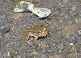 Image of Foothill yellow-legged frog