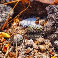 Plancia ëd Turbinicarpus valdezianus (H. Moeller) Glass & R. A. Foster