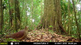 Image of White-faced Quail-Dove