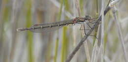 Image de Austrolestes psyche (Hagen ex Selys 1862)