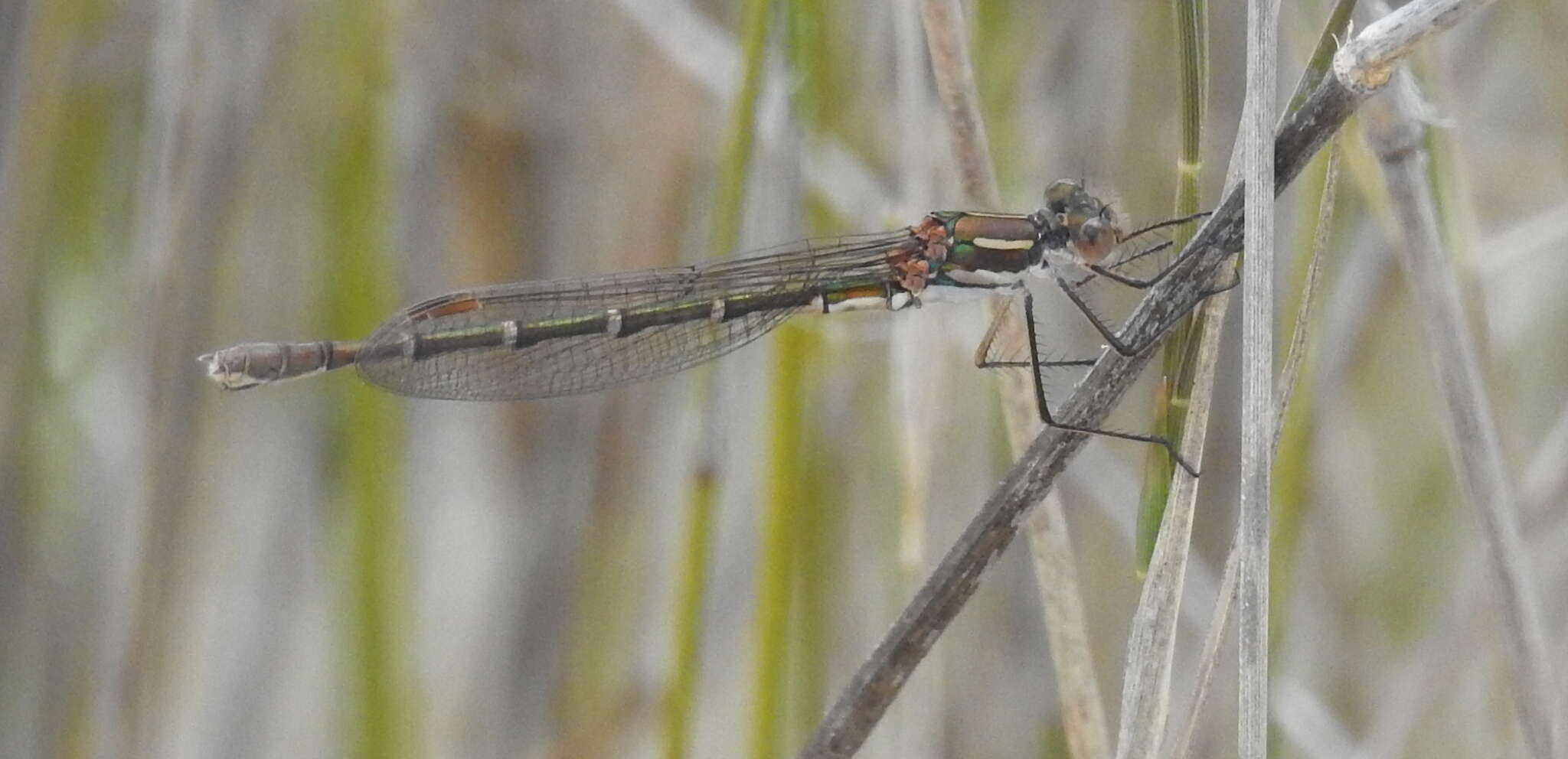 Sivun Austrolestes psyche (Hagen ex Selys 1862) kuva