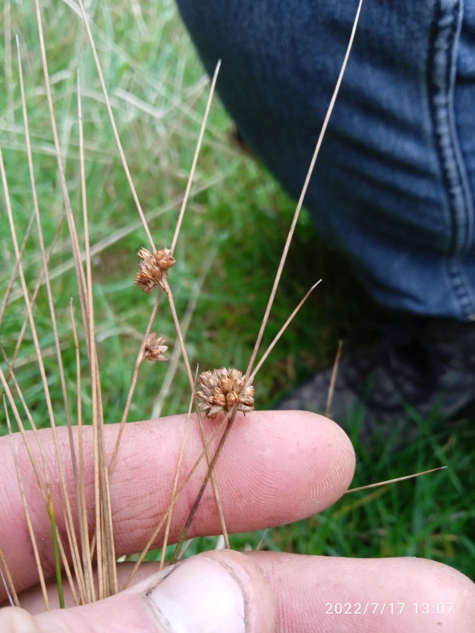 Imagem de Juncus filicaulis Buch. ex Maiden & Betche