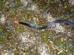 Image of Red-headed Reed Snake