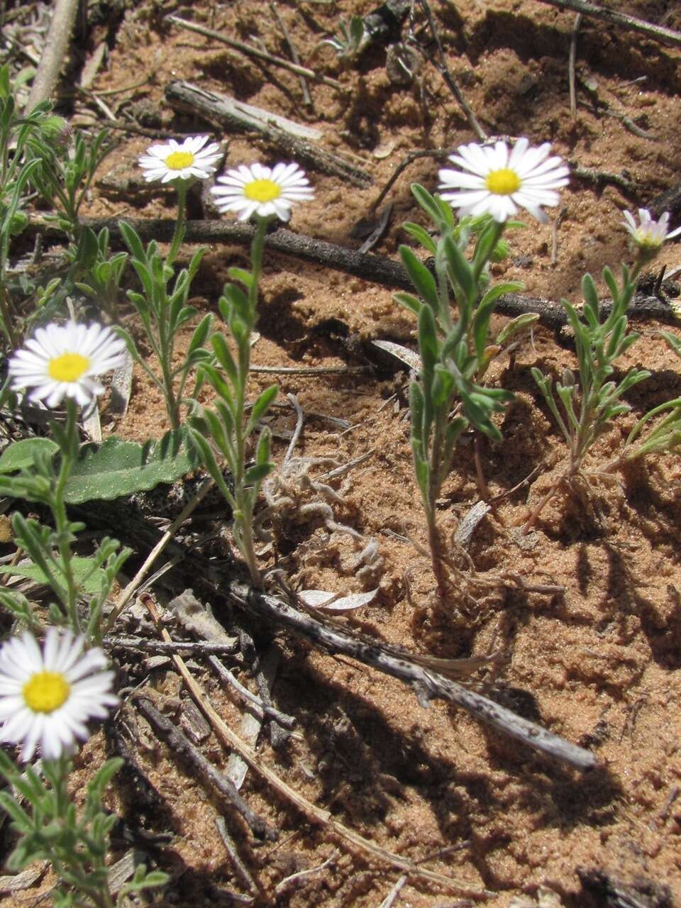 Image of western daisy fleabane