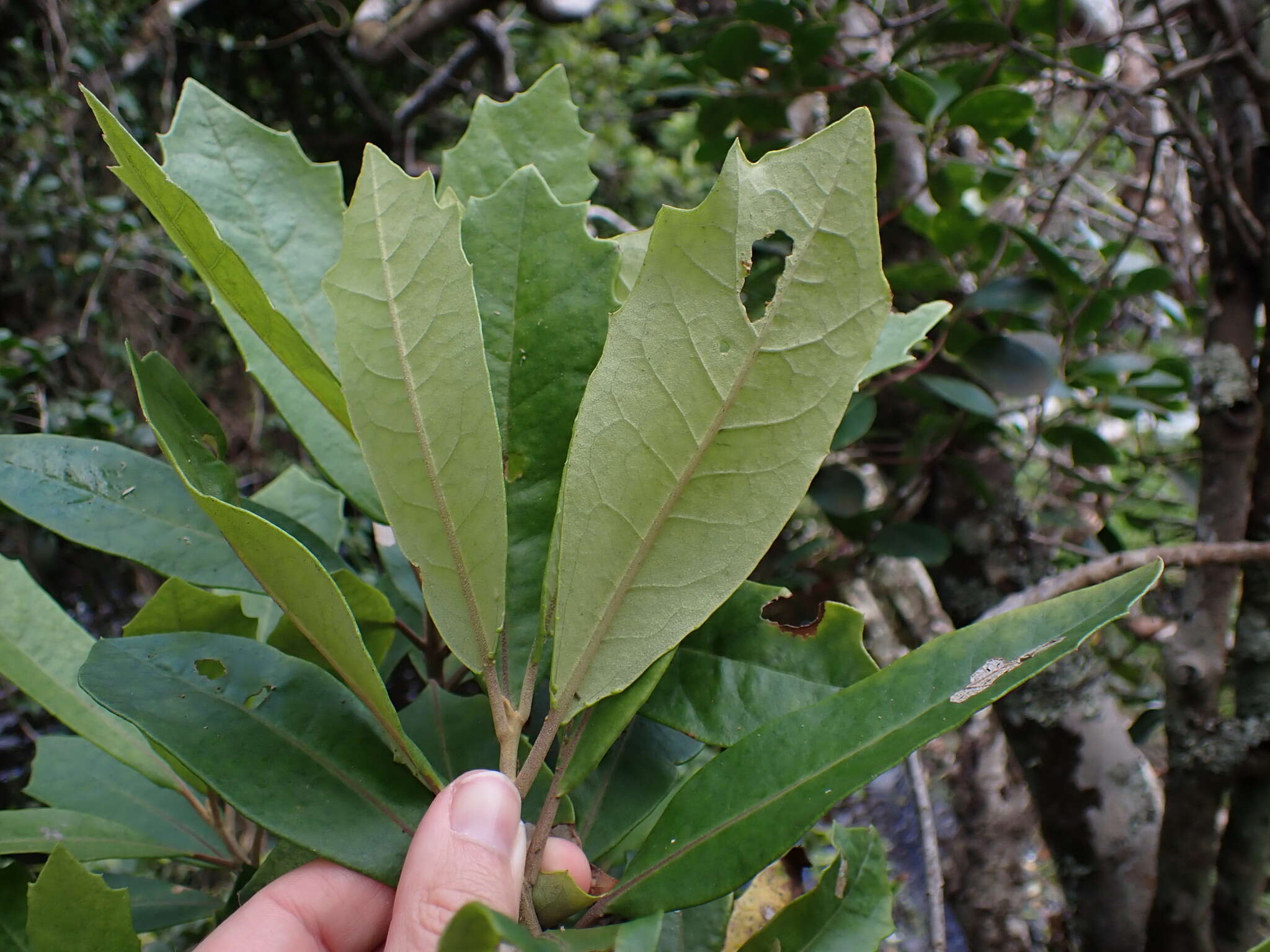 Image of Brachylaena glabra (L. fil.) Druce