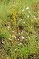 Image of Gypsophila cephalotes (Schrenk) F. N. Williams