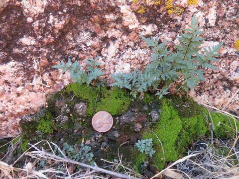 Image of Wright's lipfern