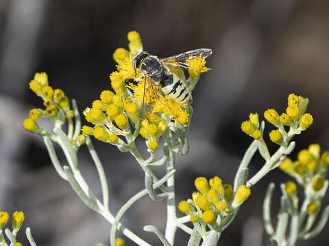 Imagem de Bembix flavescens F. Smith 1856