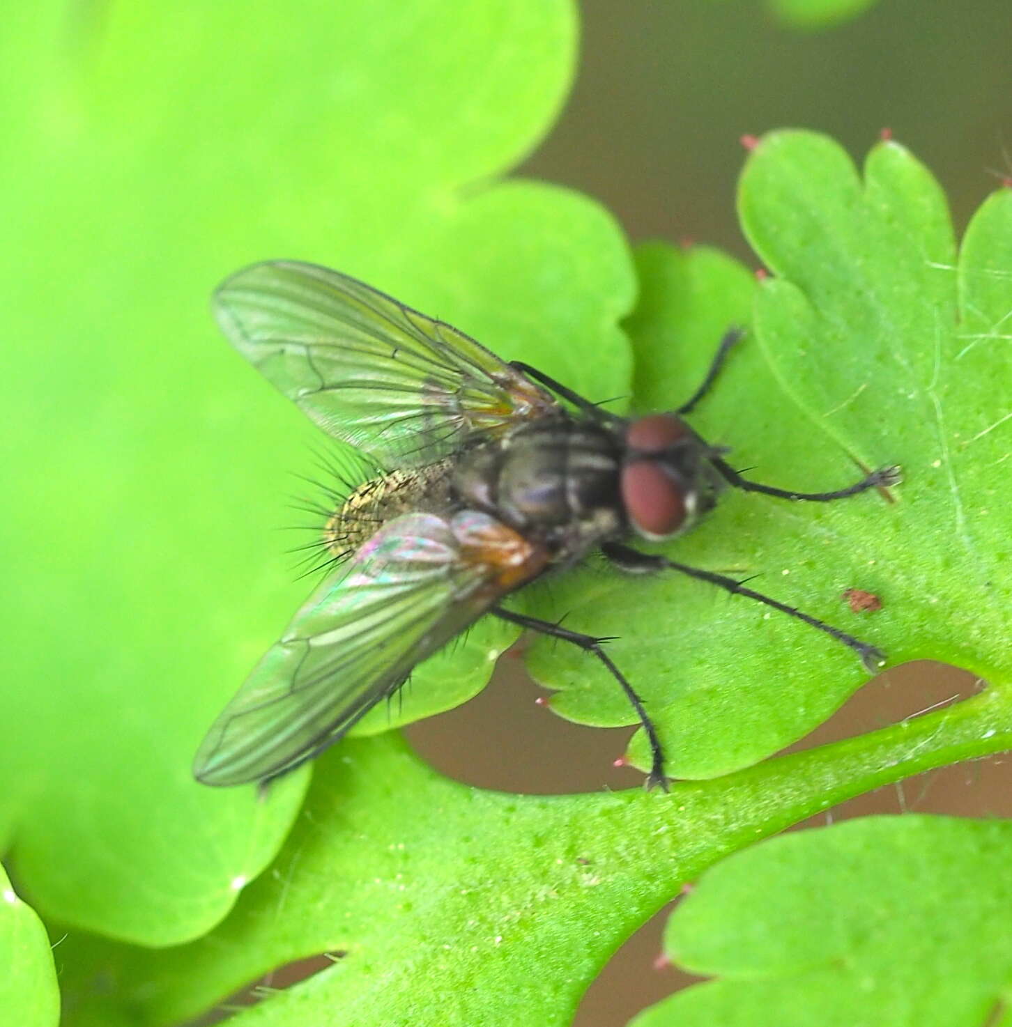 Sivun Macquartia grisea (Fallen 1810) kuva