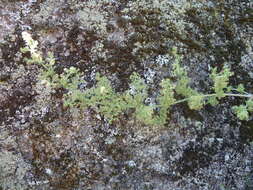 Image of Galium maritimum L.