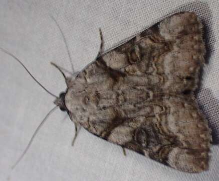 Image of Three-staffed Underwing