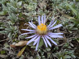 Plancia ëd Aster flaccidus Bunge