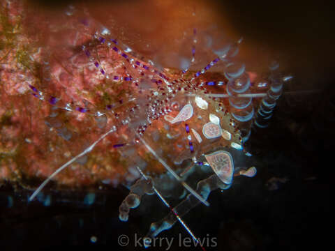 Image of Spotted cleaner shrimp