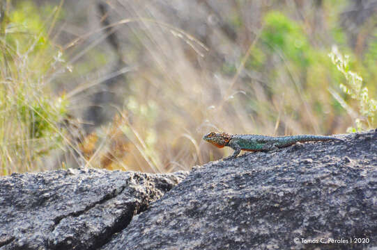 Image of Spiny lava lizard