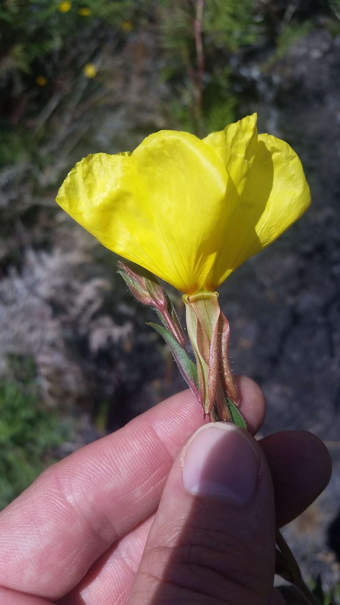 Sivun Oenothera stricta subsp. stricta kuva