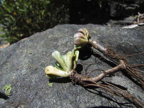 Image of Sedum paradisum subsp. paradisum