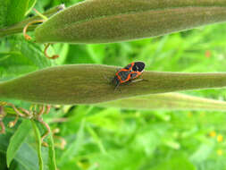 Lygaeus kalmii angustomarginatus Parshley & H. M. 1919 resmi