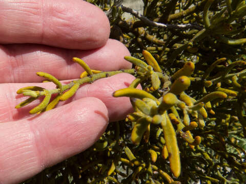 Image of downy mistletoe