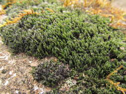 Image of schistidium moss