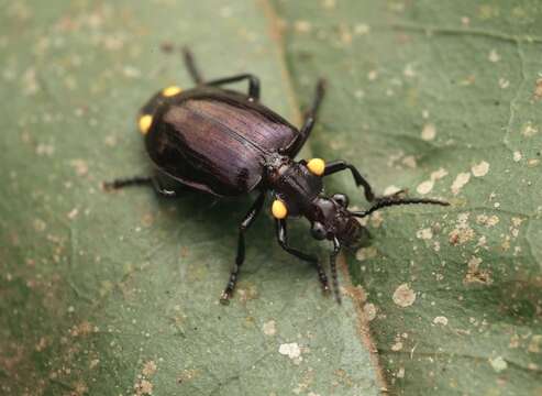 Image of Physodera dejeani Eschscholtz 1829