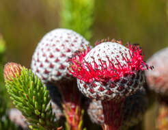 Image of Berzelia stokoei (E. Phillips) A. V. Hall