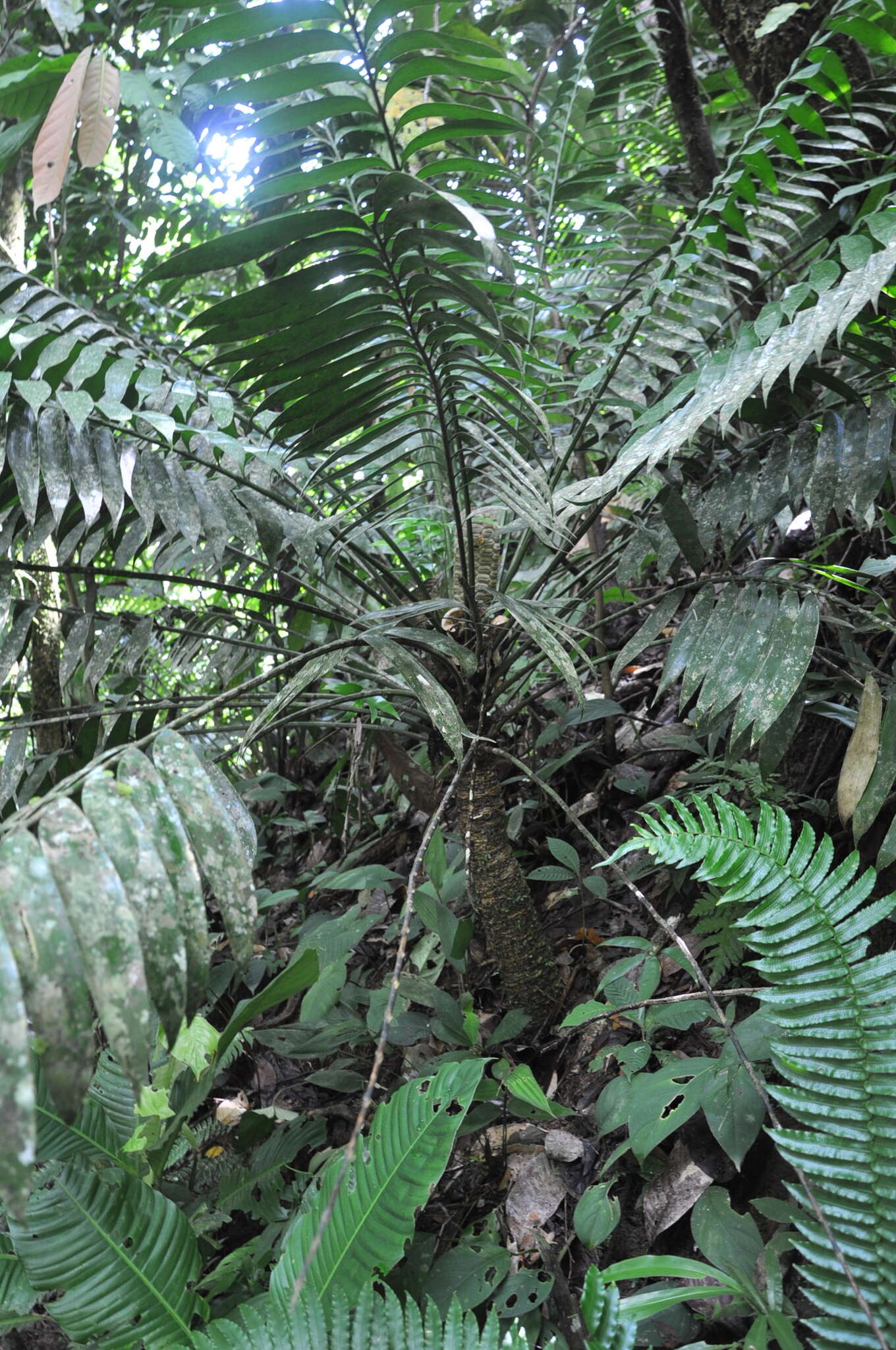 Image of Zamia elegantissima Schutzman, Vovides & R. S. Adams