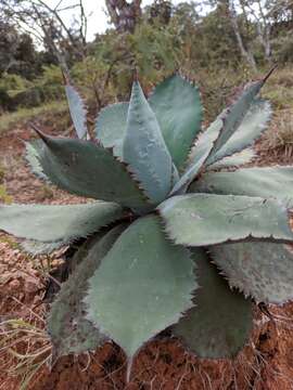 Plancia ëd Agave guadalajarana Trel.