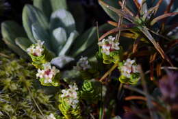 Image of Pimelea prostrata var. alpina Cheesem.