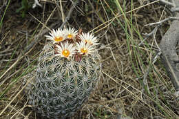 Image of Coryphantha potosiana (Jacobi) Glass & R. A. Foster