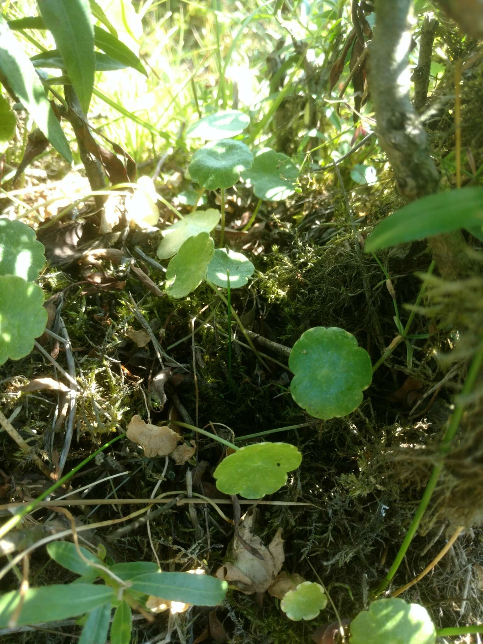 Image of Marsh Pennywort