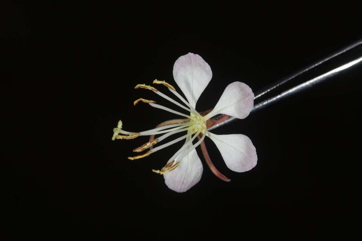 Oenothera cinerea (Wooton & Standl.) W. L. Wagner & Hoch的圖片