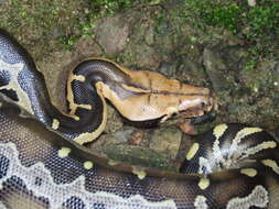 Image of Bornean Short-tailed Python