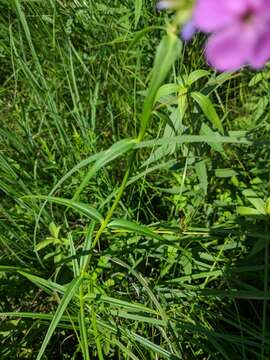 Image of smooth phlox