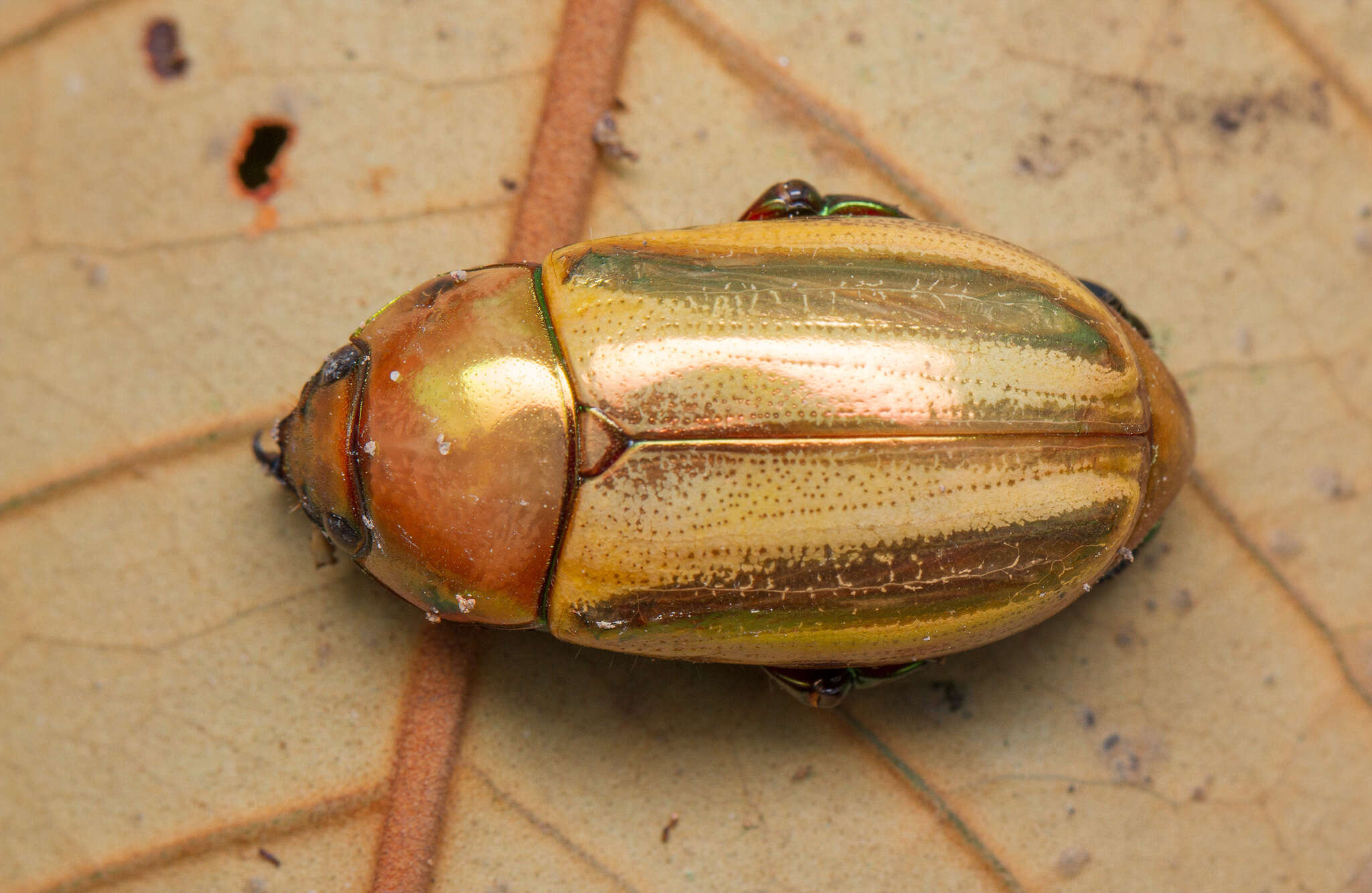 Image of Pelidnota testaceovirens Blanchard 1850