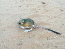 Image of Ord's Kangaroo Rat