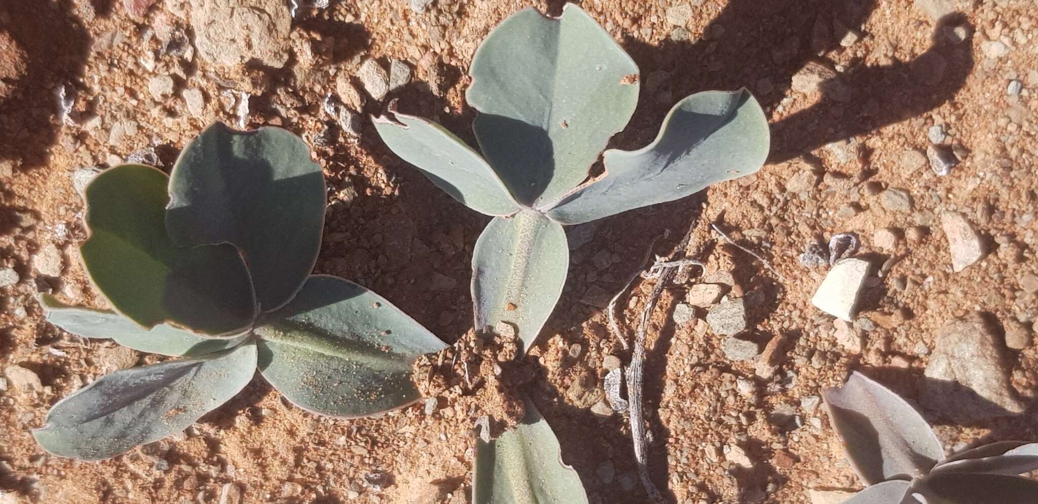 Image of Oxalis flava var. fabifolia (Jacq.) Dreyer & Oberl.