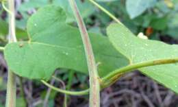 Image of Passiflora urbaniana Killip