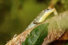 Image of Samoa Skink